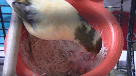 dag 2 jenny geeft eten 